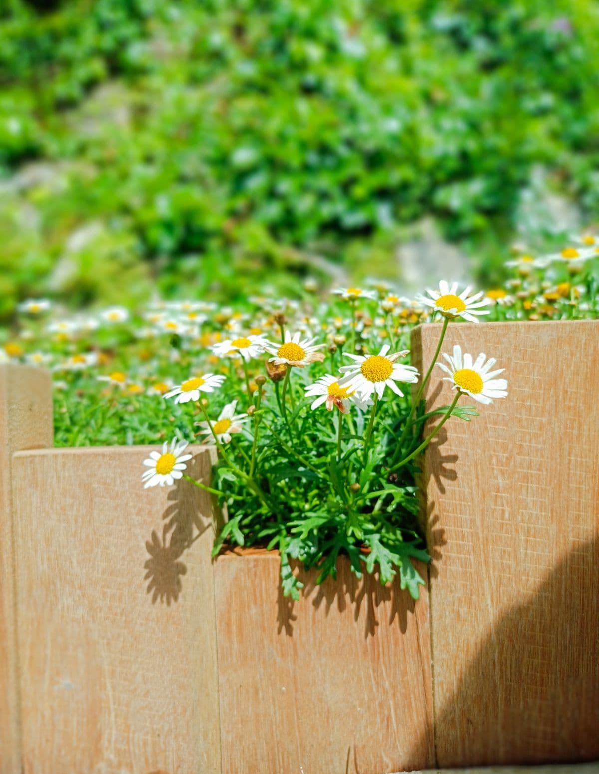 Cedar Planter Box